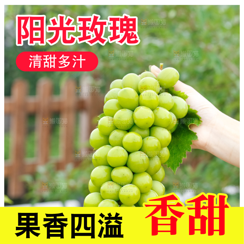 手里拿着阳光玫瑰