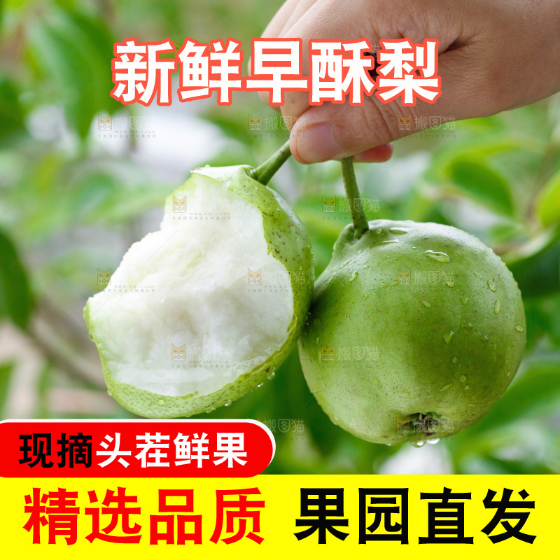 手里拿着早酥梨