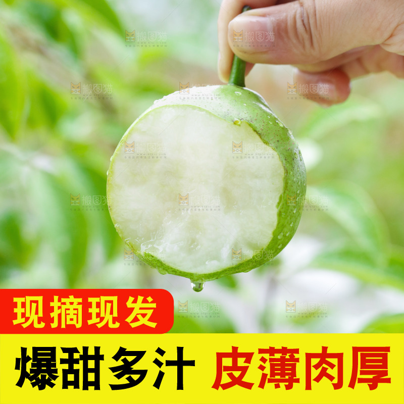 手里拿着早酥梨
