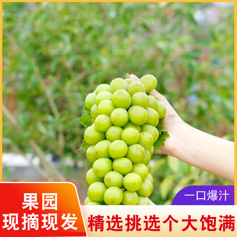 手里拿着阳光玫瑰