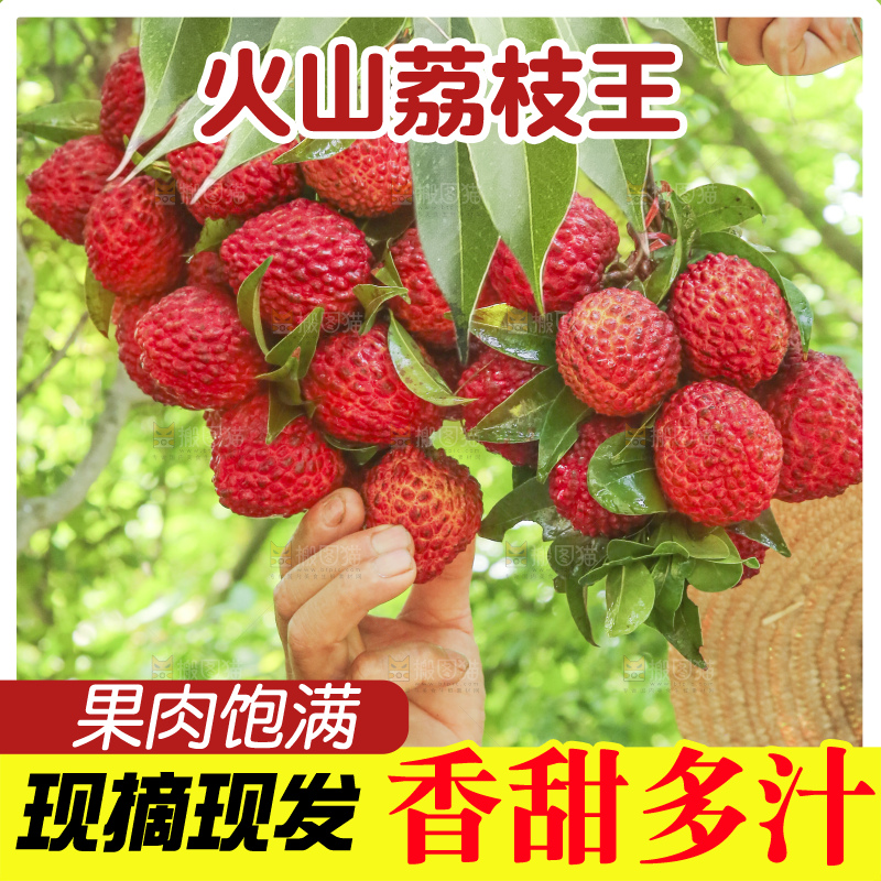 手里拿着荔枝王