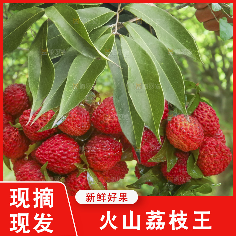 手里拿着荔枝王