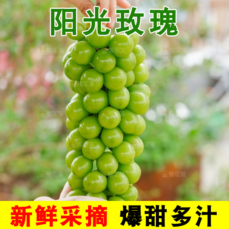 手里拿着阳光玫瑰