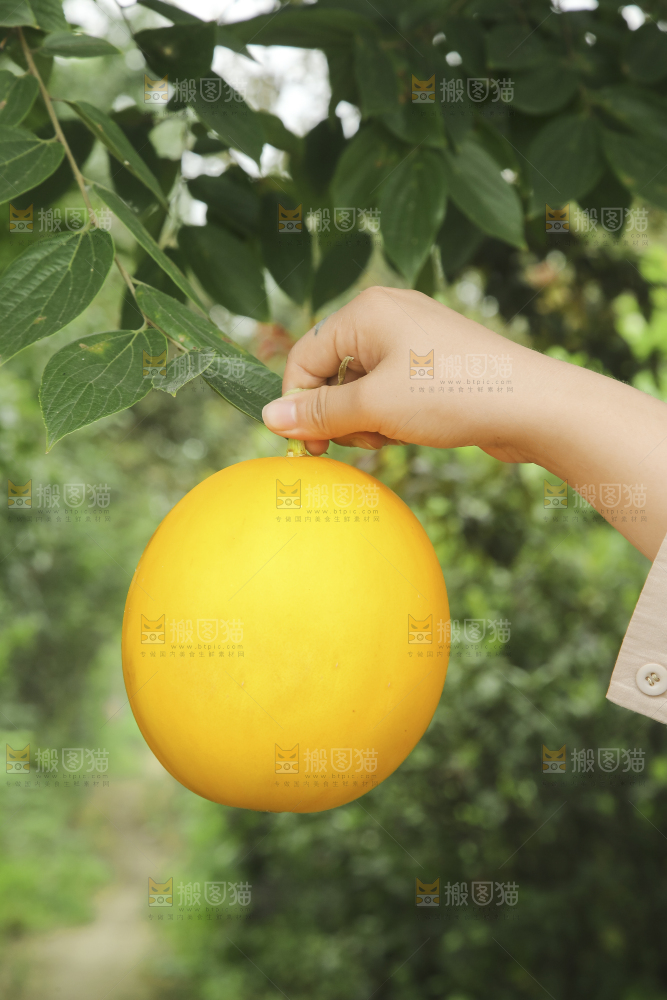 手里拿着的黄河蜜瓜