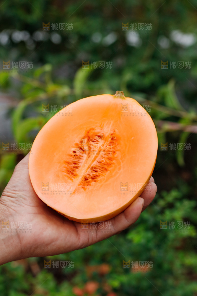 手里拿着的黄河蜜瓜