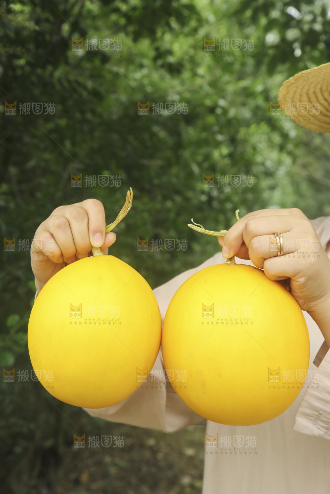 手里拿着的黄河蜜瓜