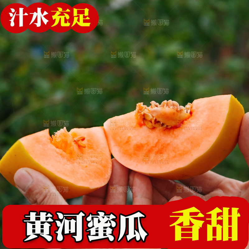 手里拿着的黄河蜜瓜