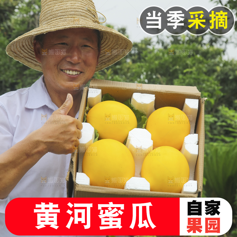 手里拿着的黄河蜜瓜