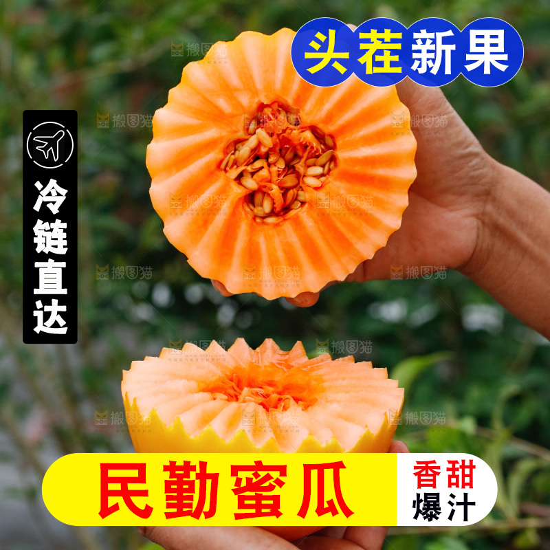 手里拿着的黄河蜜瓜
