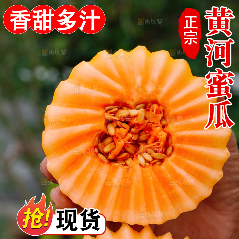 手里拿着的黄河蜜瓜