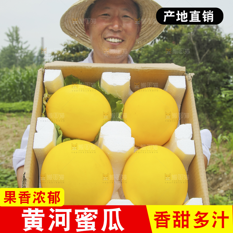 手里拿着的黄河蜜瓜