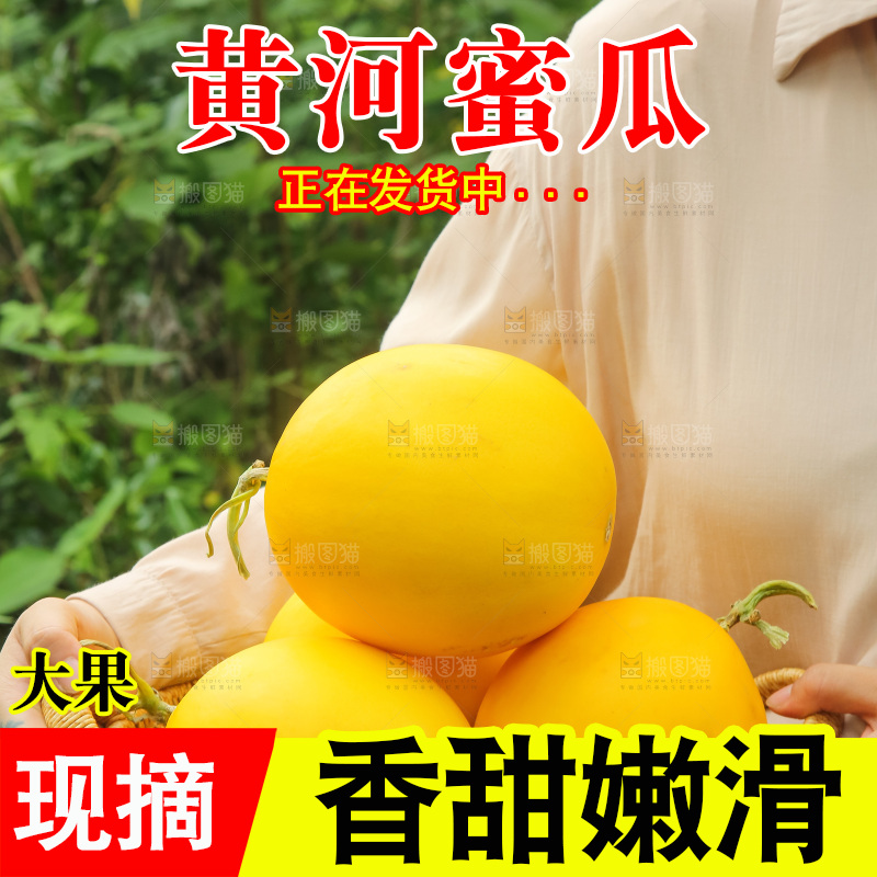 手里拿着的黄河蜜瓜