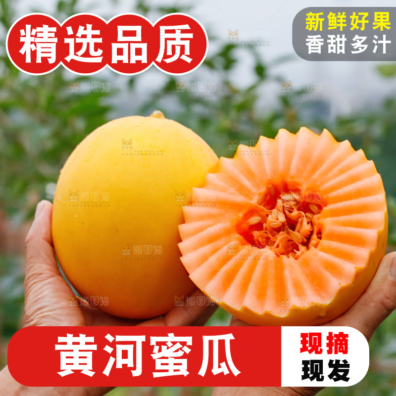 手里拿着的黄河蜜瓜