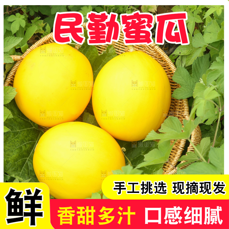 手里拿着的黄河蜜瓜