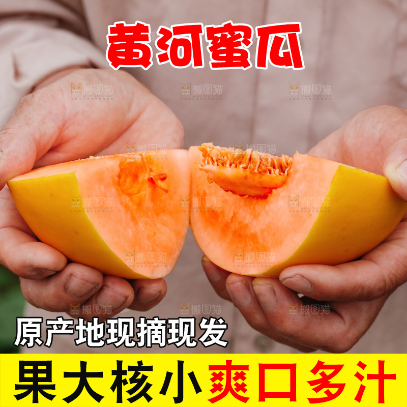 手里拿着的黄河蜜瓜