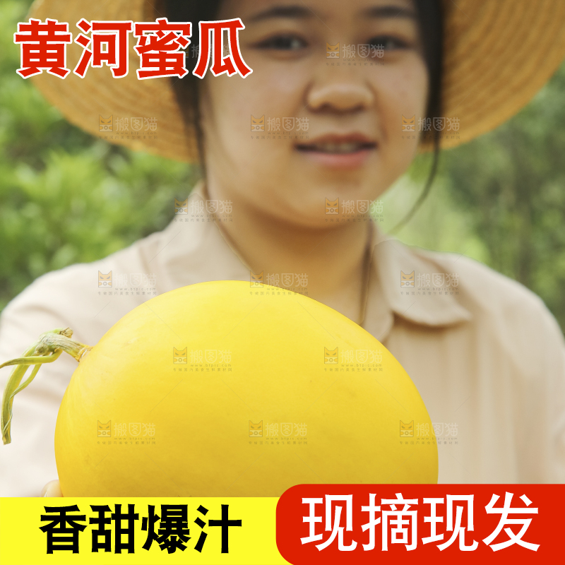 手里拿着的黄河蜜瓜