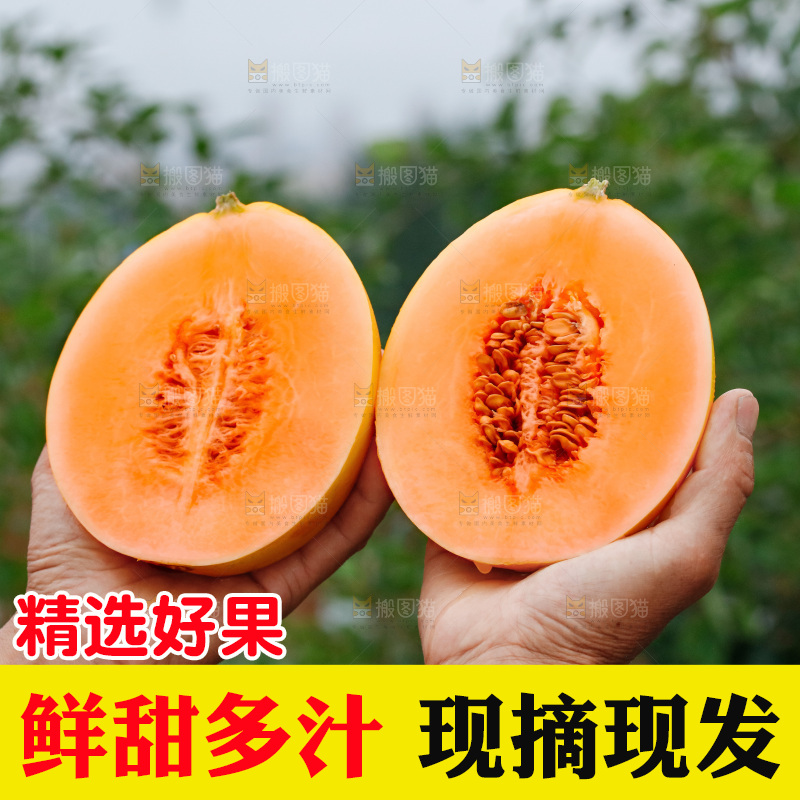 手里拿着的黄河蜜瓜