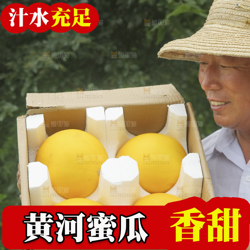 手里拿着的黄河蜜瓜