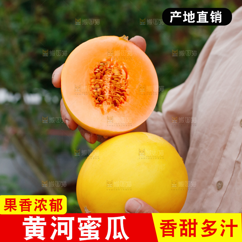 手里拿着的黄河蜜瓜