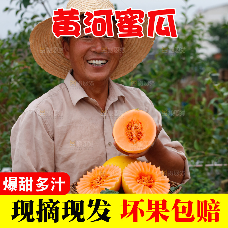 手里拿着的黄河蜜瓜