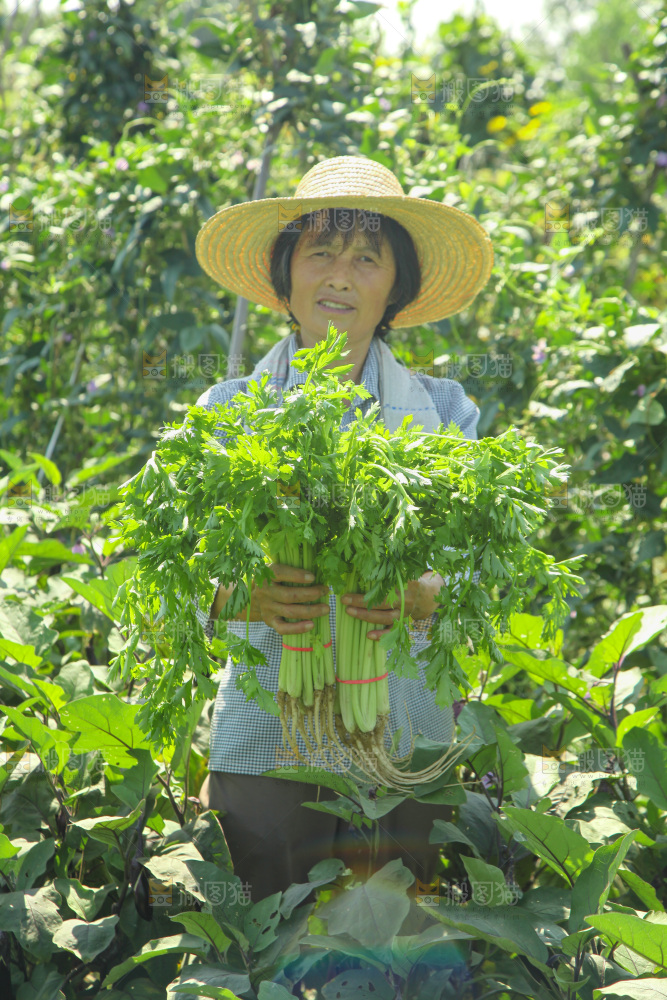 手里拿着新鲜芹菜