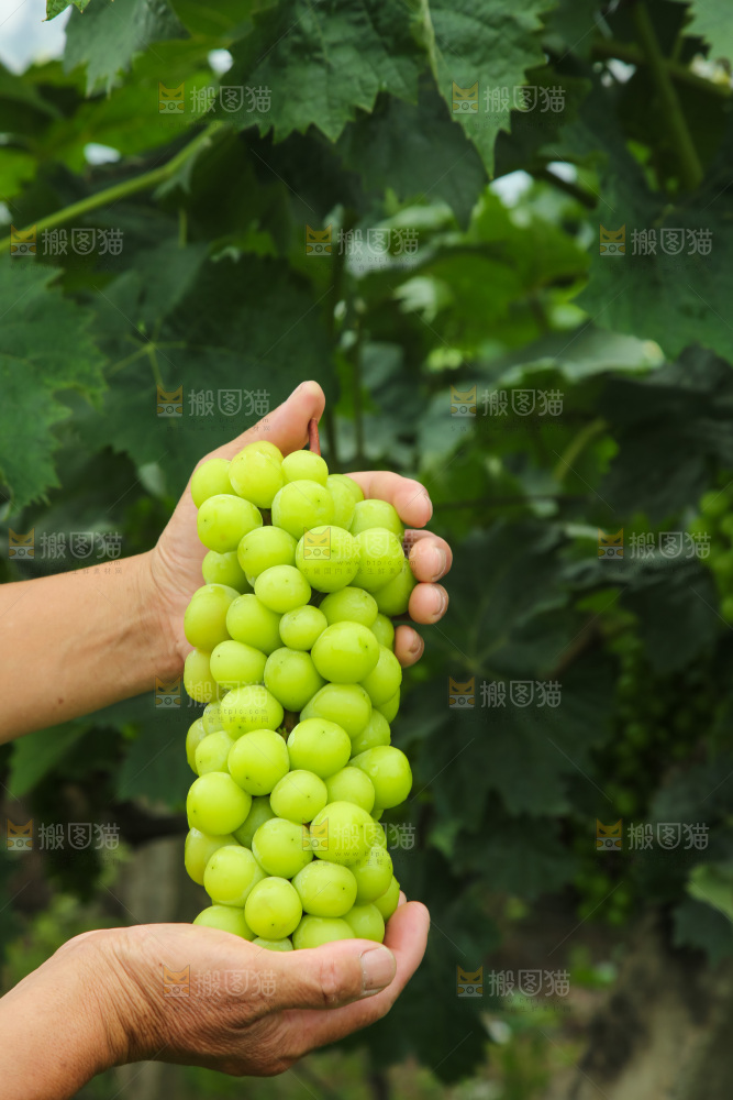 手里拿着阳光玫瑰