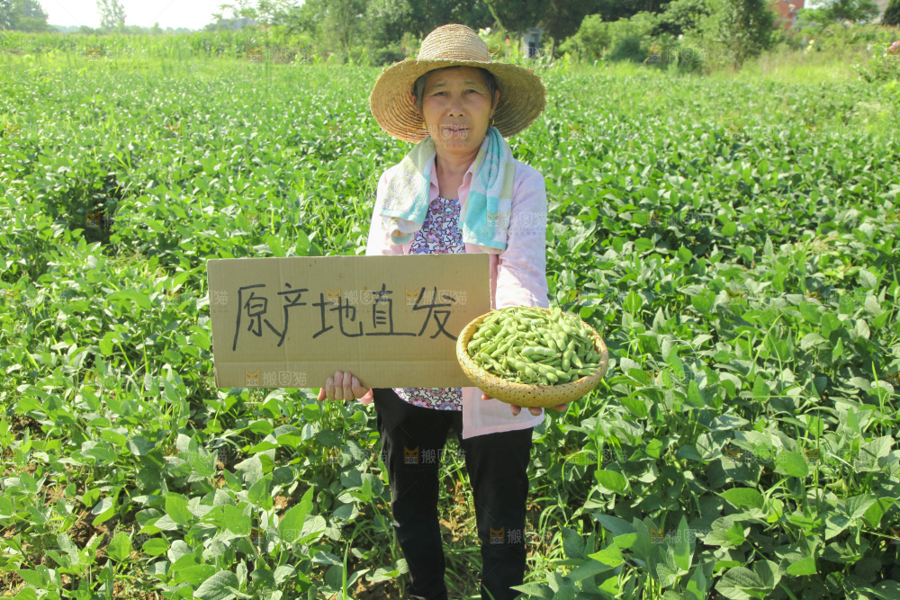 手里拿着现摘毛豆