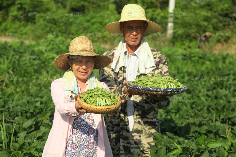 手里拿着现摘毛豆
