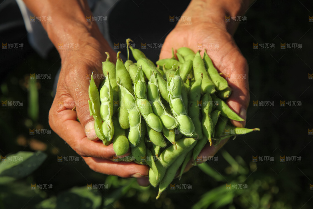 手里拿着现摘毛豆