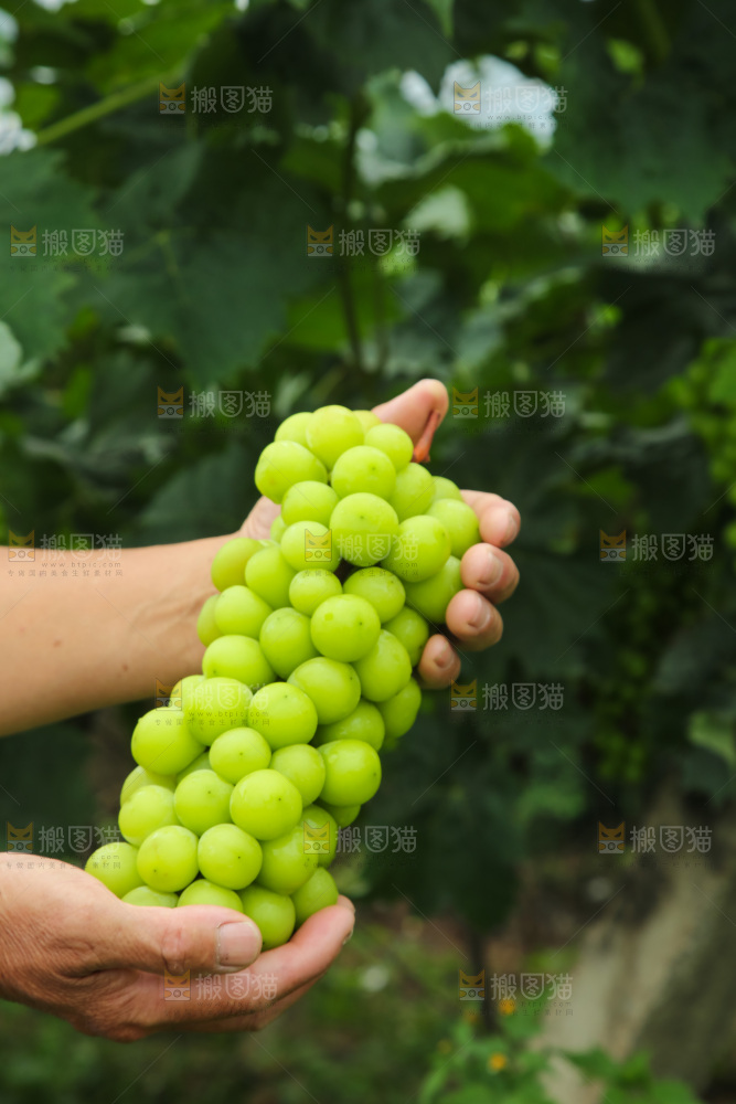 手里拿着阳光玫瑰