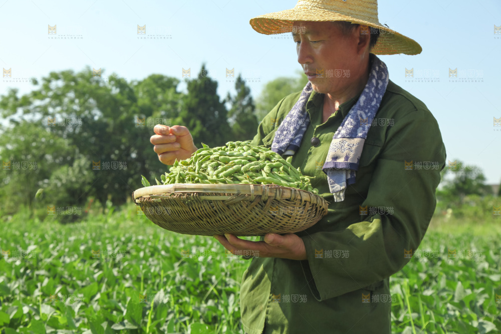 手里拿着现摘毛豆
