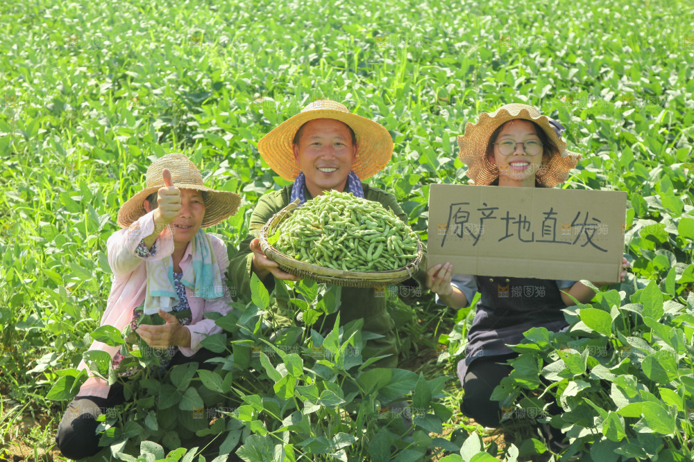 手里拿着现摘毛豆