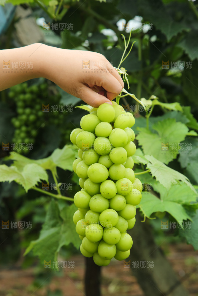 手里拿着阳光玫瑰