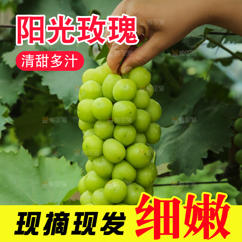 手里拿着阳光玫瑰