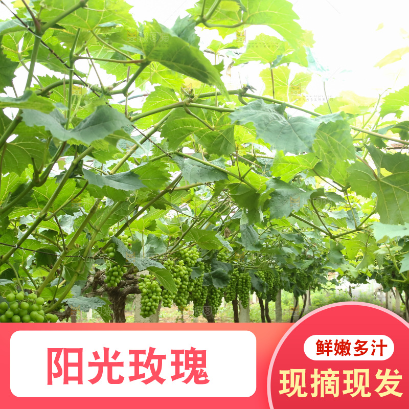 果园里的阳光玫瑰