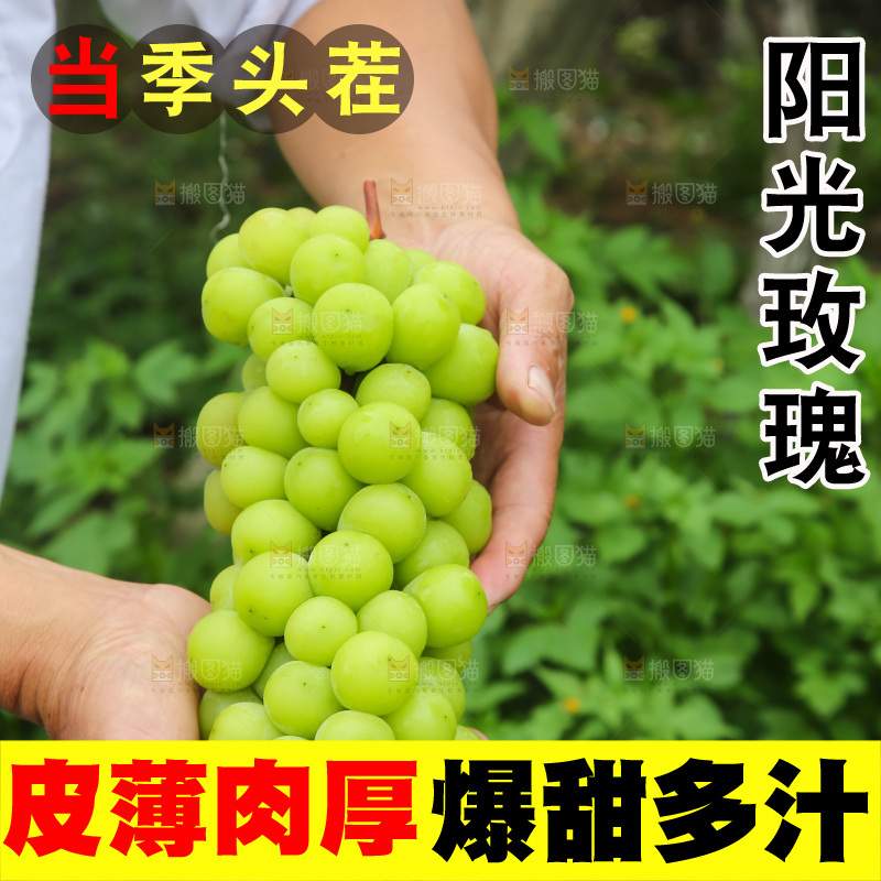 手里拿着阳光玫瑰