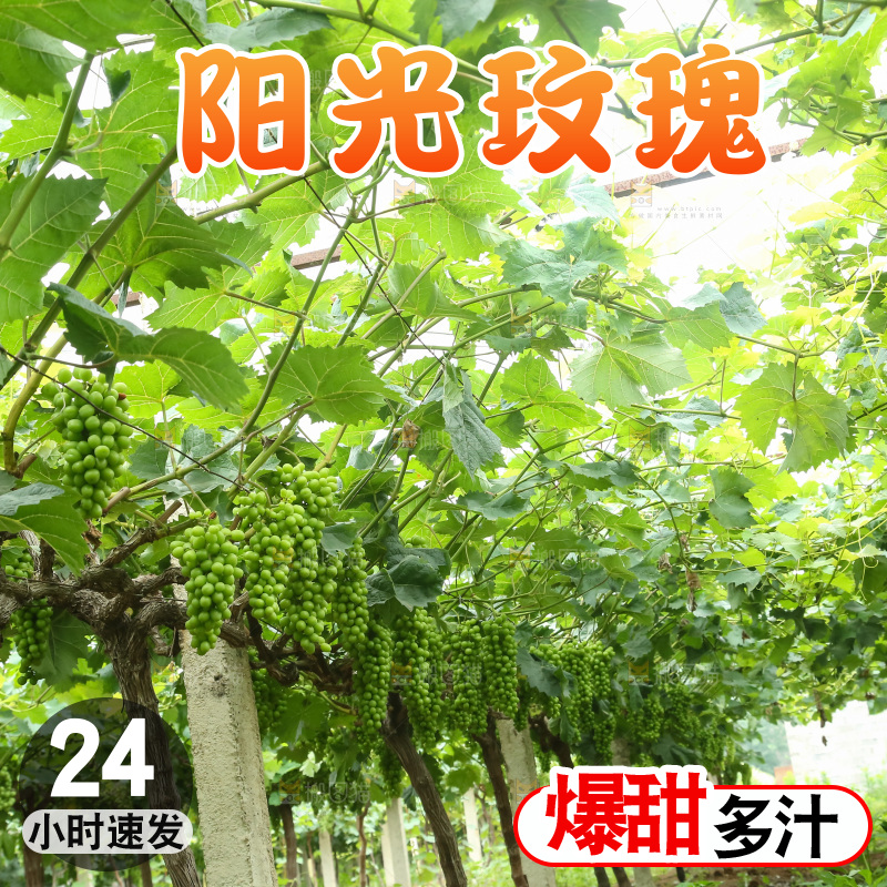 果园里的阳光玫瑰