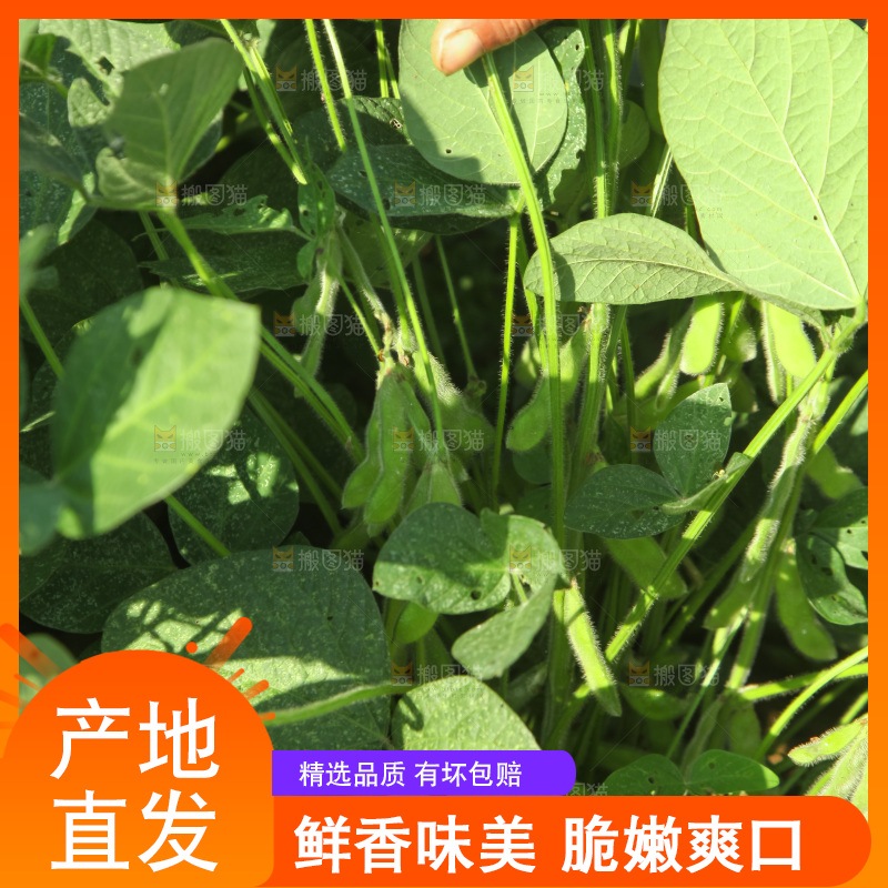 手里拿着现摘毛豆