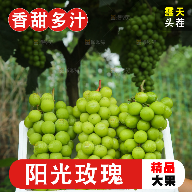 手里拿着阳光玫瑰