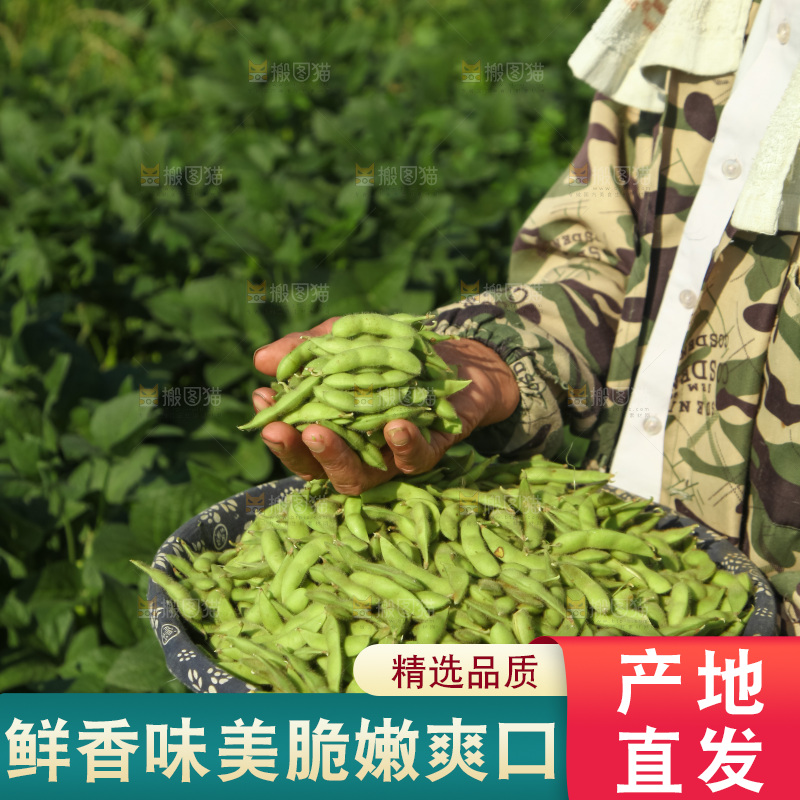 手里拿着现摘毛豆