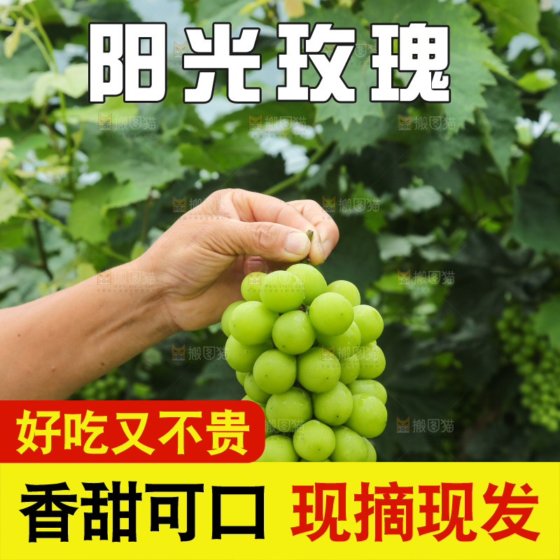 手里拿着阳光玫瑰
