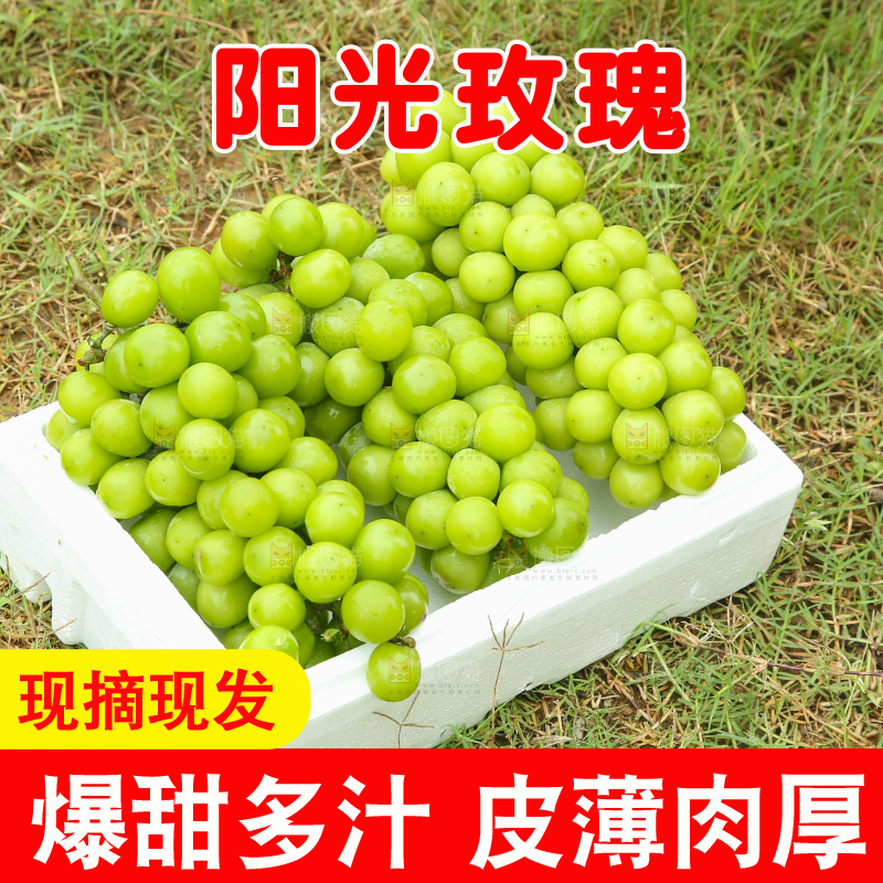 草地上放着阳光玫瑰青提
