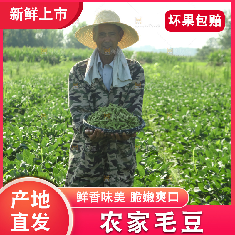 手里拿着现摘毛豆