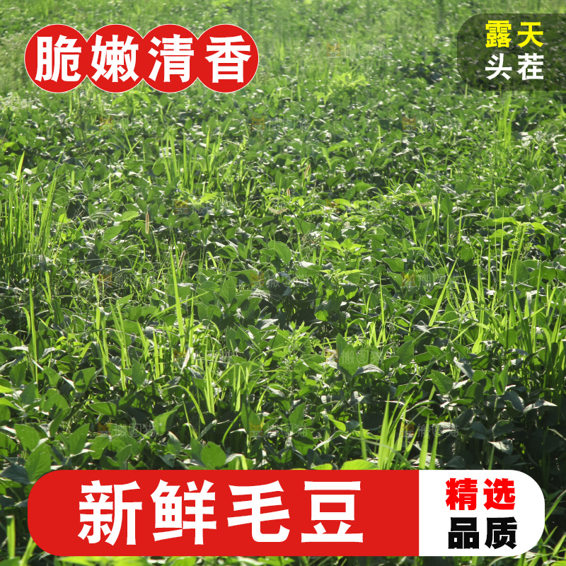 手里拿着现摘毛豆