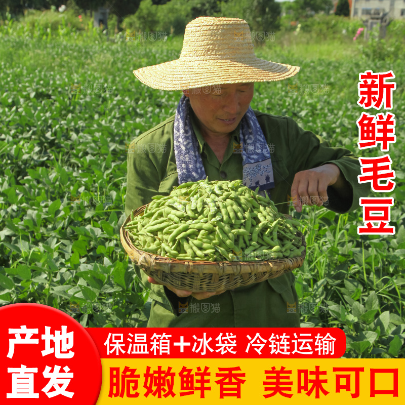 手里拿着现摘毛豆
