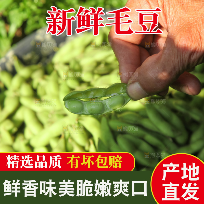 手里拿着现摘毛豆