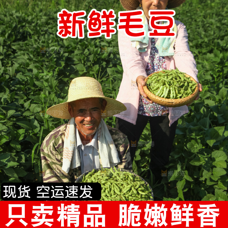 手里拿着现摘毛豆