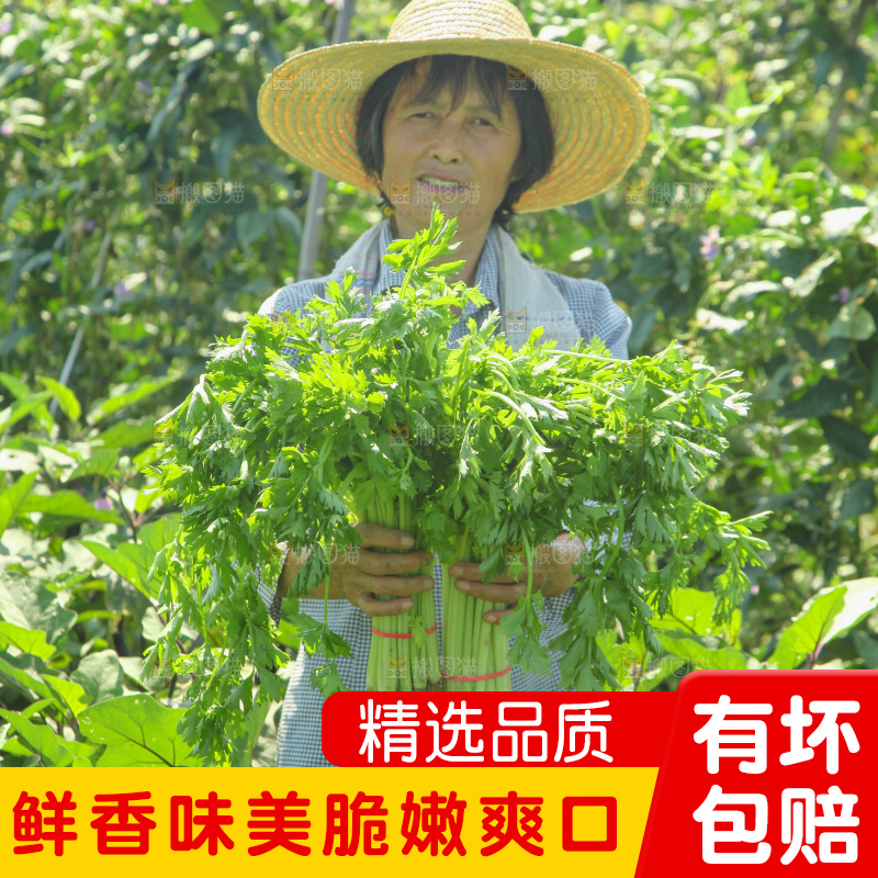 手里拿着新鲜芹菜