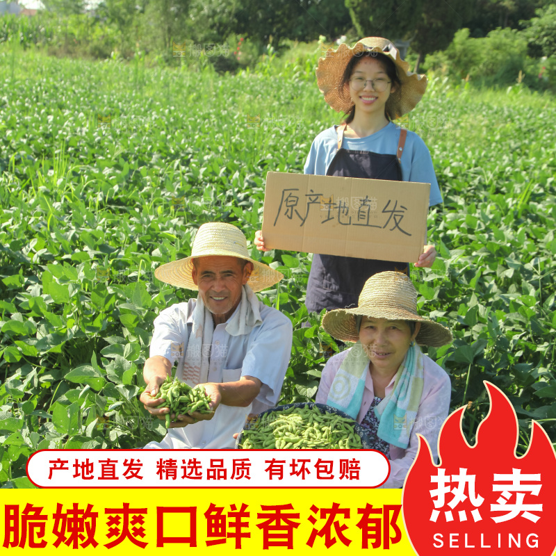 手里拿着现摘毛豆