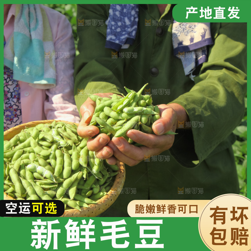 手里拿着现摘毛豆